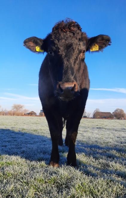 Wagyu Special - Zaterdag 19 september